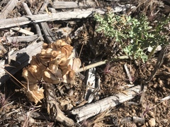 Cymopterus