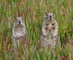 California Ground Squirrel photo 3