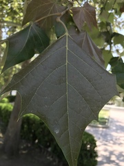 Platanus mexicana