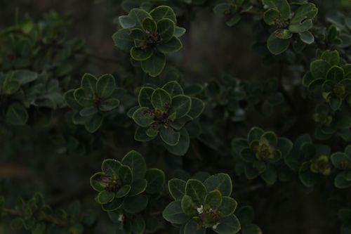 Ilex microphylla, photograph 6