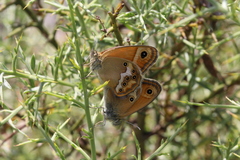 Coenonympha dorus
