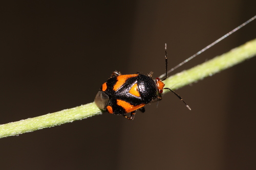 Deraeocoris schach