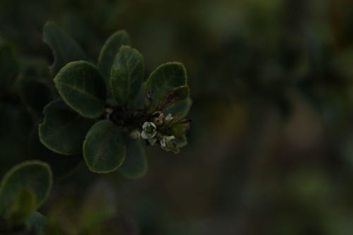 Ilex microphylla