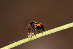 Deraeocoris schach