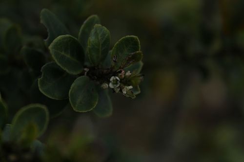 Ilex microphylla, photograph 1