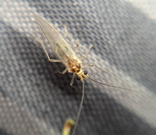 Stenopsocus immaculatus photo 4