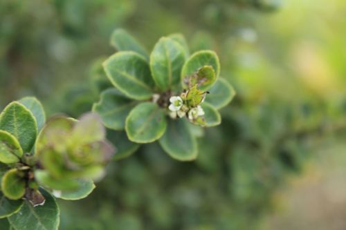 Ilex microphylla, photograph 2