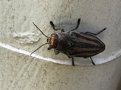 Buprestis lineata