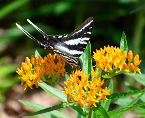 Zebra swallowtail
