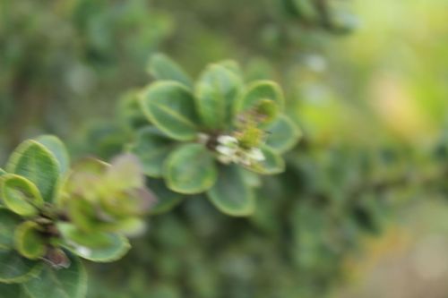 Ilex microphylla, photograph 3
