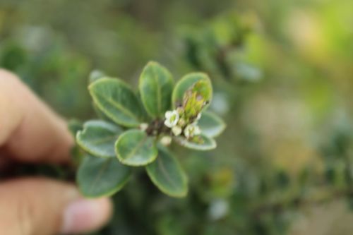 Ilex microphylla, photograph 4