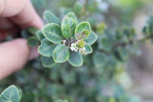 Ilex microphylla, photograph 5