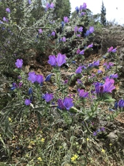 Echium vulgare pustulatum