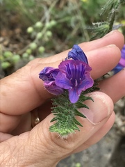 Echium vulgare pustulatum