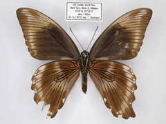Papilio nireus