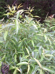 Salix sericea
