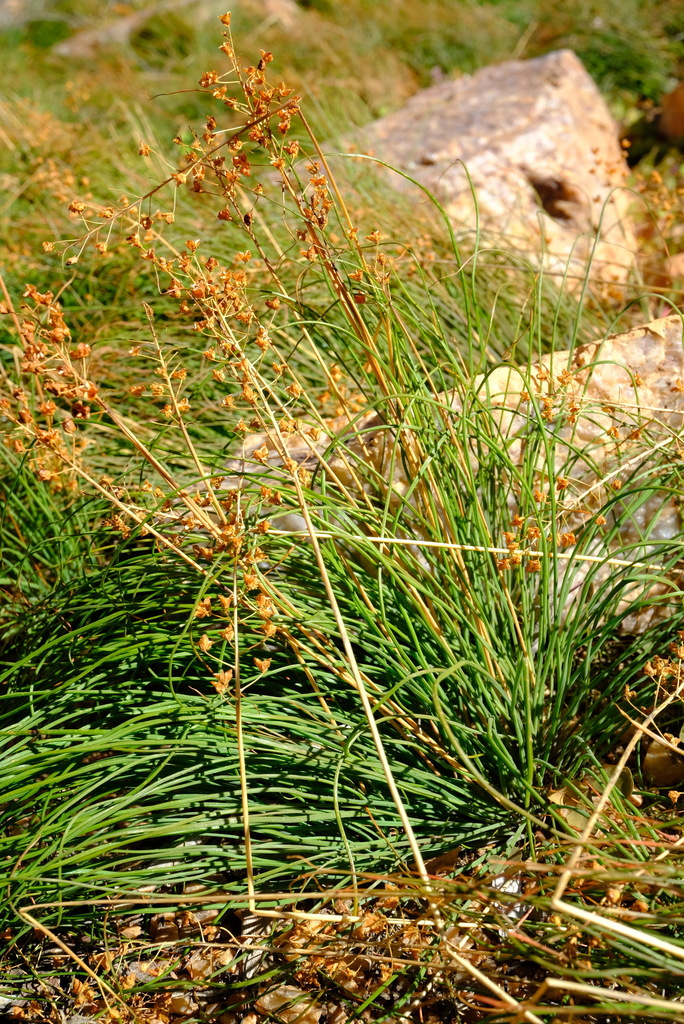 Bulbinella nana