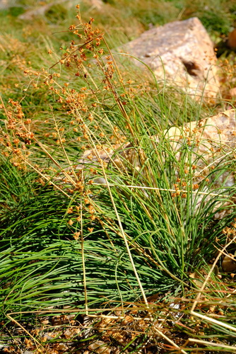 Bulbinella nana