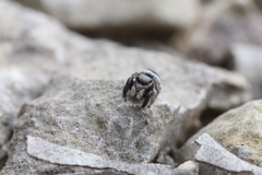 Pellenes geniculatus