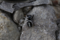 Pellenes geniculatus