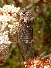 Clidophleps