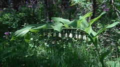 Polygonatum × hybridum