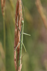 Pijnackeria