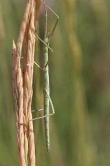 Pijnackeria