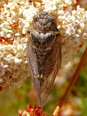 Clidophleps