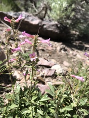 Penstemon decurvus
