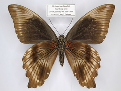 Papilio nireus
