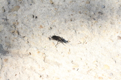 Thereva albovittata