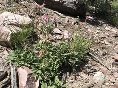 Penstemon decurvus