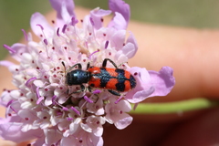 Trichodes leucopsideus