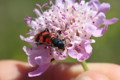 Trichodes leucopsideus