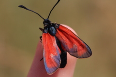 Zygaena erythrus