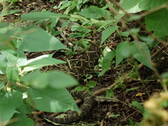 Crotalus durissus terrificus