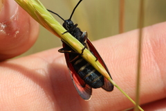 Zygaena erythrus