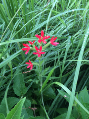 Silene regia