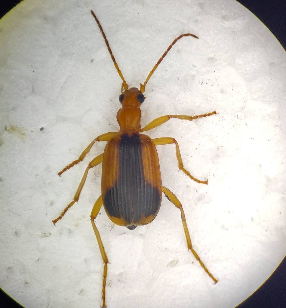 Brachinus humeralis