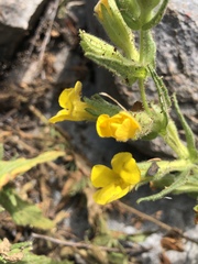 Diplacus clevelandii