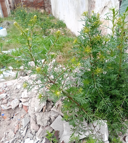 Lepidium bonariense iNat (2)