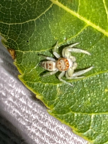 White-jawed Jumping Spider, Anderson Hwy, Powhatan, VA, US, photo 6 of 10