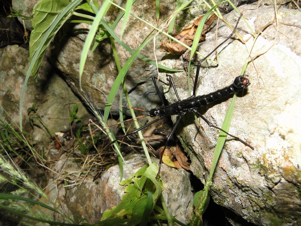 Autolyca pallidicornis