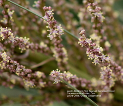 Beaucarnea