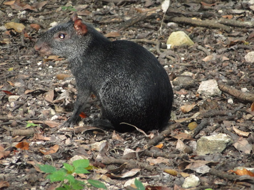 Mexican Agouti
