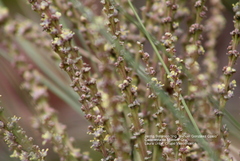 Beaucarnea