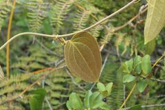 Smilax tomentosa