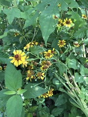 Helenium microcephalum