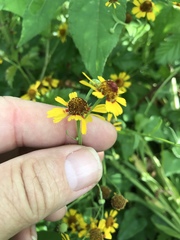 Helenium microcephalum